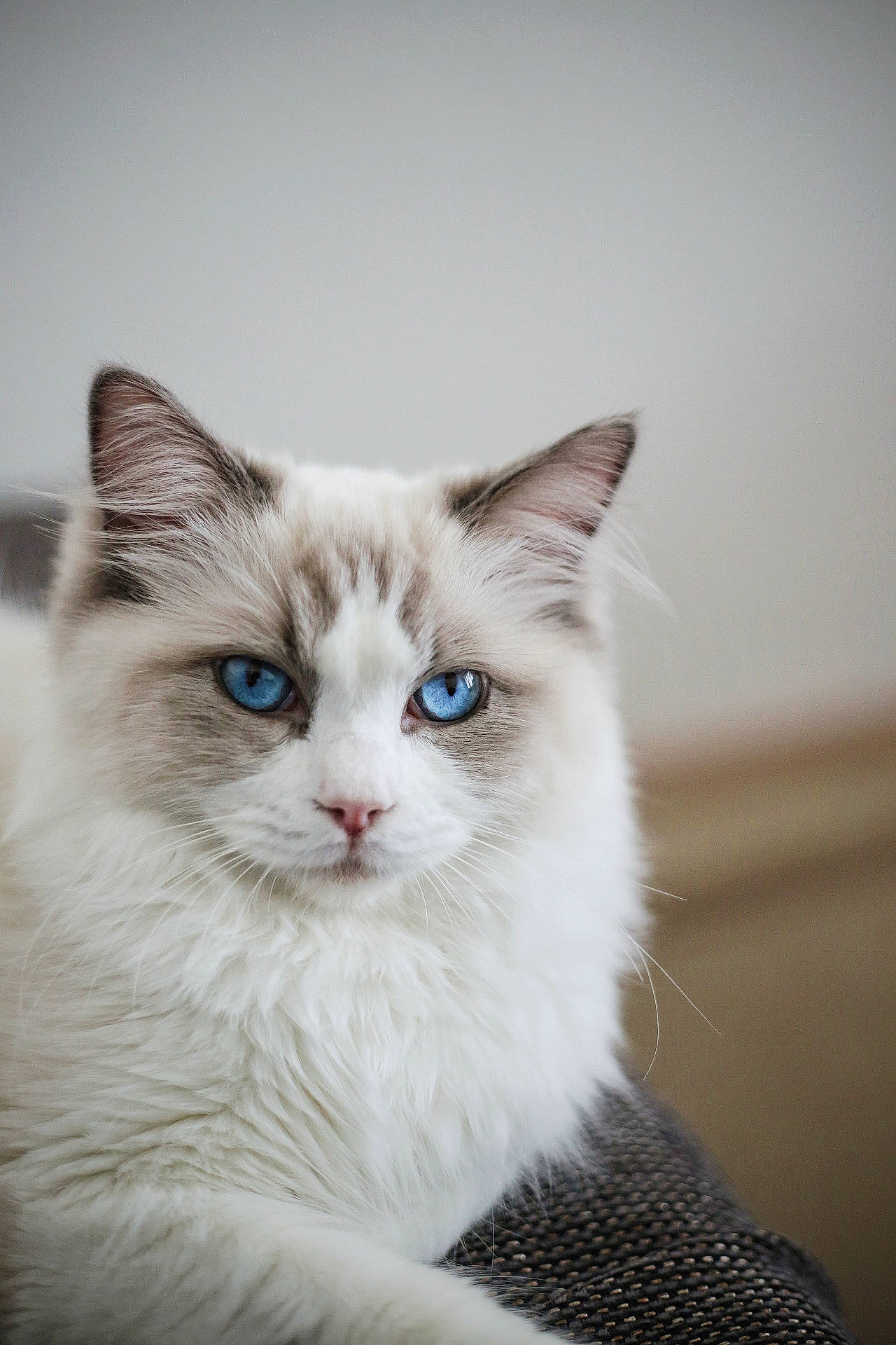 Moby a rejoint le concours — aidez-le/la à gagner de superbes lots ! aegean_cat, asian_semi_longhair, british_semi_longhair, carnivore, cat, eye, felidae, fur, iris, kitten, mammal, ojos_azules, ragamuffin, ragdoll, siberian, small_to_medium_sized_cats, turkish_angora, turkish_van, vertebrate, whiskers