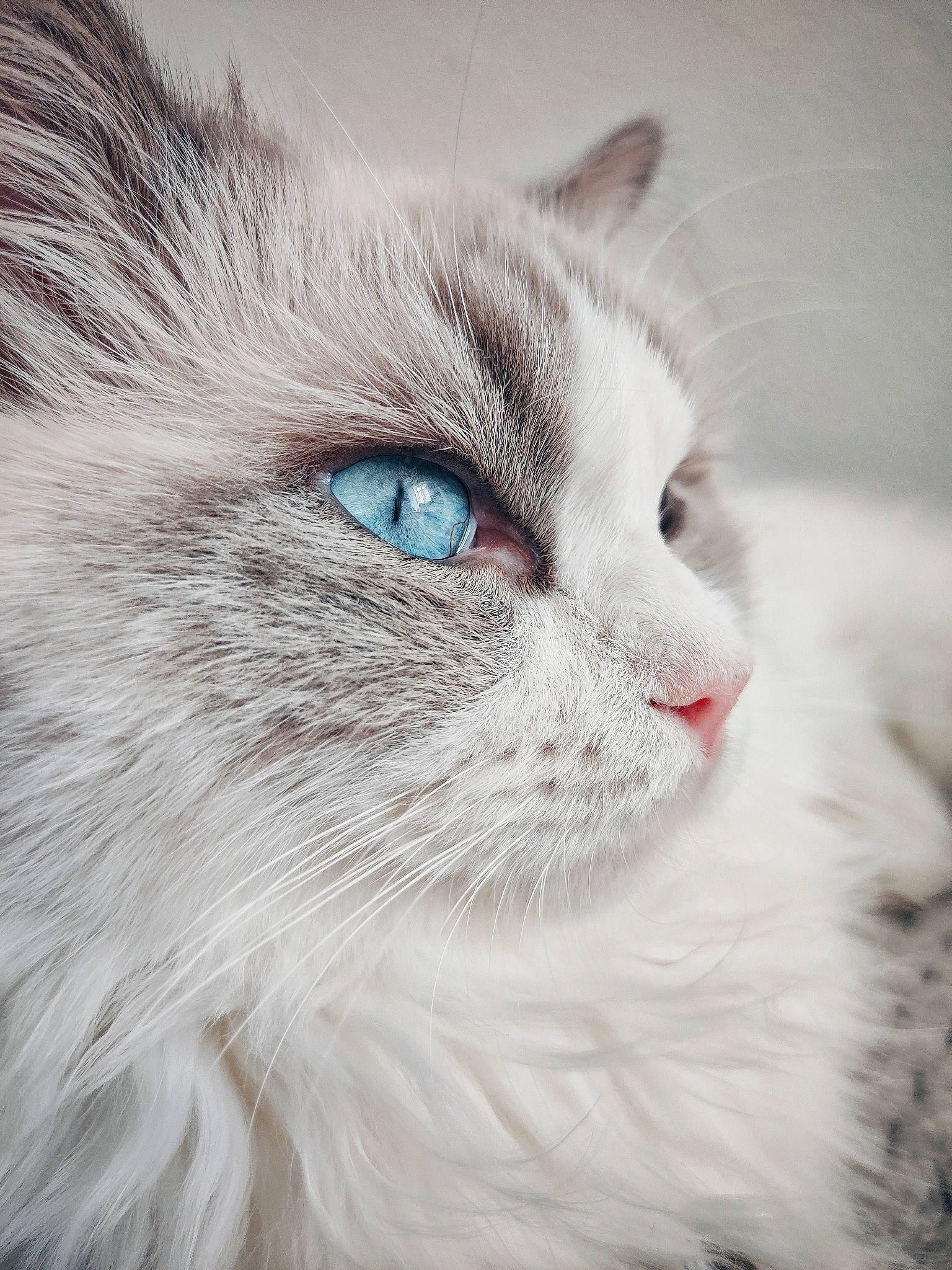 Moby a rejoint le concours — aidez-le/la à gagner de superbes lots ! asian_semi_longhair, british_semi_longhair, carnivore, cat, close_up, domestic_long_haired_cat, eye, felidae, fur, iris, kitten, mammal, norwegian_forest_cat, nose, ragdoll, siberian, small_to_medium_sized_cats, snout, vertebrate, whiskers