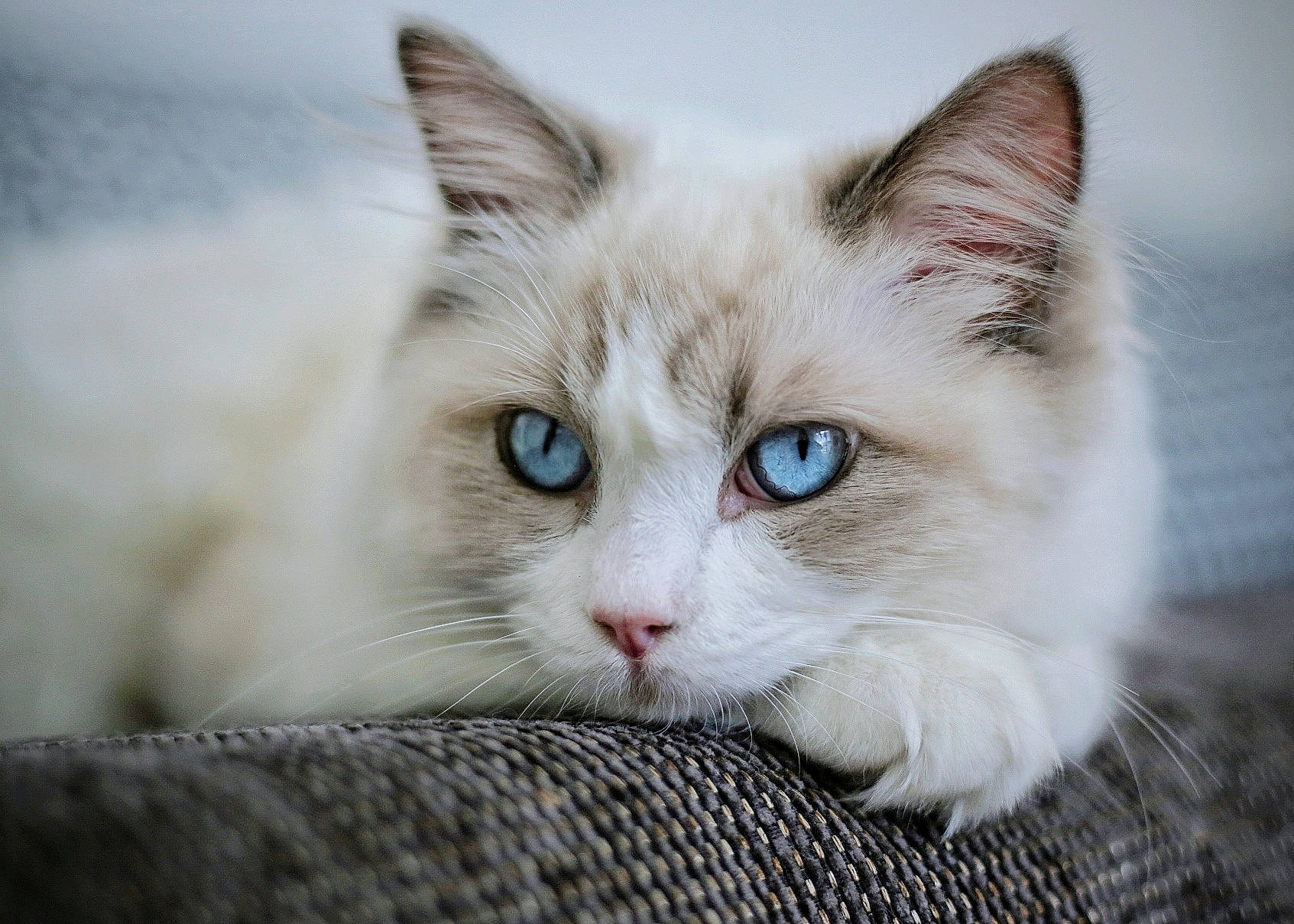 Mob'S participe au concours pour gagner de l'argent avec cette photo : aegean_cat, asian_semi_longhair, british_semi_longhair, burmilla, carnivore, cat, domestic_short_haired_cat, eye, felidae, iris, kitten, mammal, ojos_azules, ragamuffin, ragdoll, small_to_medium_sized_cats, turkish_angora, turkish_van, vertebrate, whiskers