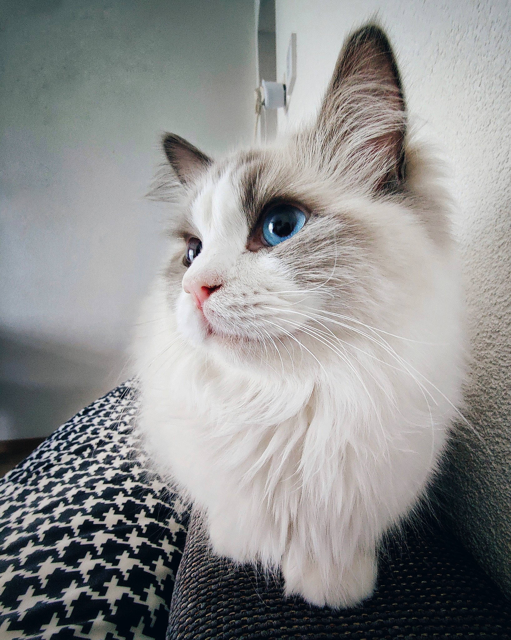 Mob'S a rejoint le concours — aidez-le/la à gagner de superbes lots ! aegean_cat, asian, asian_semi_longhair, british_semi_longhair, carnivore, cat, domestic_long_haired_cat, eye, felidae, kitten, mammal, ojos_azules, ragamuffin, ragdoll, siberian, small_to_medium_sized_cats, turkish_angora, turkish_van, vertebrate, whiskers