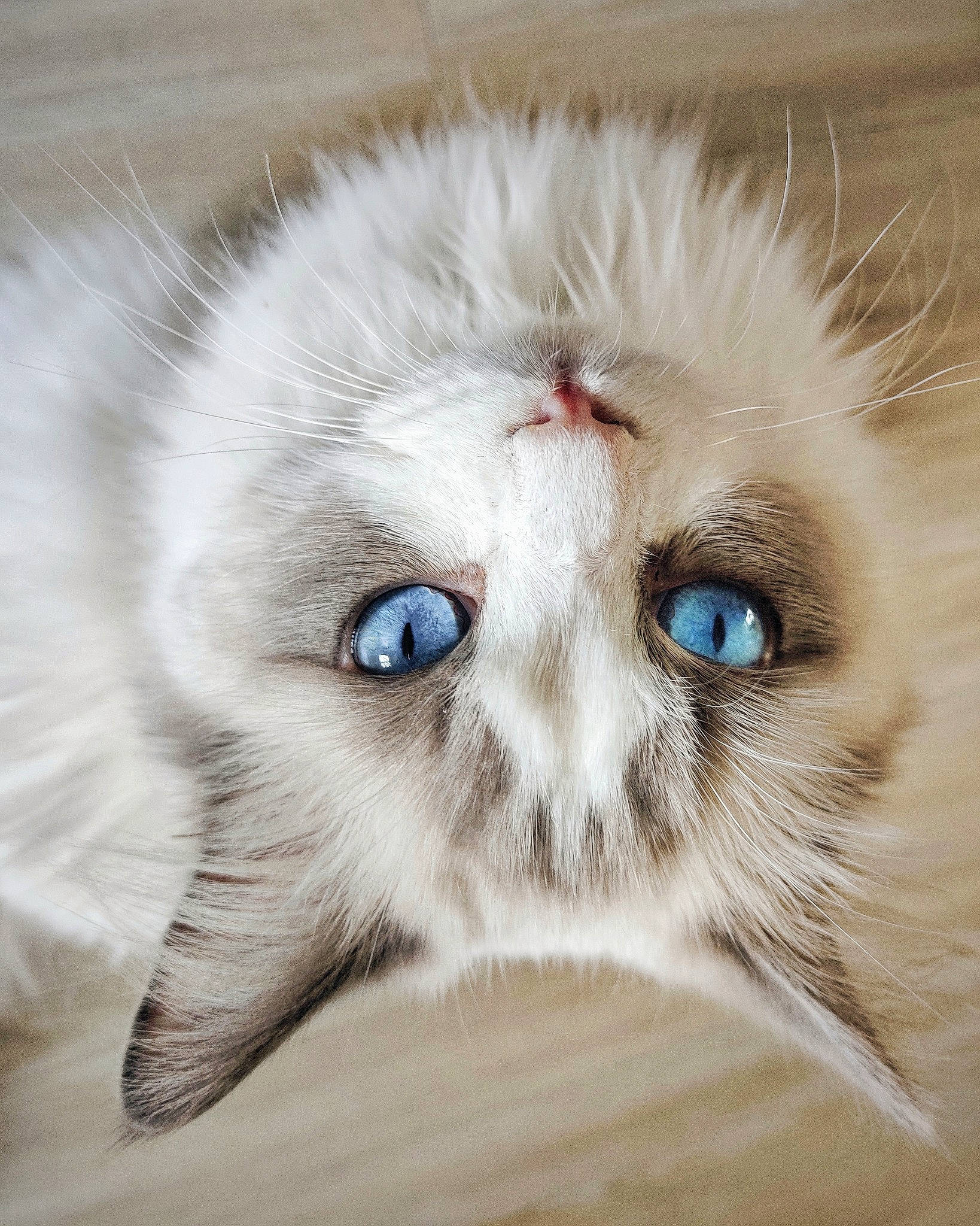 Mob'S a rejoint le concours — aidez-le/la à gagner de superbes lots ! american_curl, asian_semi_longhair, carnivore, cat, close_up, domestic_long_haired_cat, eye, felidae, fur, iris, kitten, mammal, nose, ojos_azules, persian, ragamuffin, ragdoll, small_to_medium_sized_cats, snout, whiskers