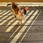 Muse is registered to the contest to win money with this photo: animal, calico_cat, cat, closeup, curious, daylight, ears, feline, fur, looking_up, nature, outdoor, pattern, pet, shadows, standing, striped_shadows, sunlight, whiskers, wooden_deck