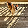 animal, calico_cat, cat, closeup, curious, daylight, ears, feline, fur, looking_up, nature, outdoor, pattern, pet, shadows, standing, striped_shadows, sunlight, whiskers, wooden_deck