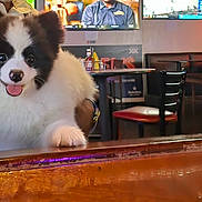 Panda is registered to the contest to win money with this photo: animal, background, bar_counter, black_and_white, chairs, cute, dog, domestic_animal, fluffy, fur, happy, indoor, mouth_open, pet, puppy, smiling, table, television, tongue_out, wood_surface