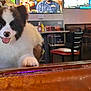 animal, background, bar_counter, black_and_white, chairs, cute, dog, domestic_animal, fluffy, fur, happy, indoor, mouth_open, pet, puppy, smiling, table, television, tongue_out, wood_surface