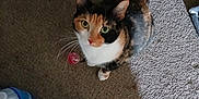 Callie joined the competition — help win amazing prizes! cat, calico_cat, carpet, bottled_water, plastic_packaging, chair_leg, indoor, pet, animal, looking_up, green_eyes, whiskers, tail, floor, furniture, domestic, curious, household, light, shadow