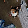 cat, calico_cat, carpet, bottled_water, plastic_packaging, chair_leg, indoor, pet, animal, looking_up, green_eyes, whiskers, tail, floor, furniture, domestic, curious, household, light, shadow