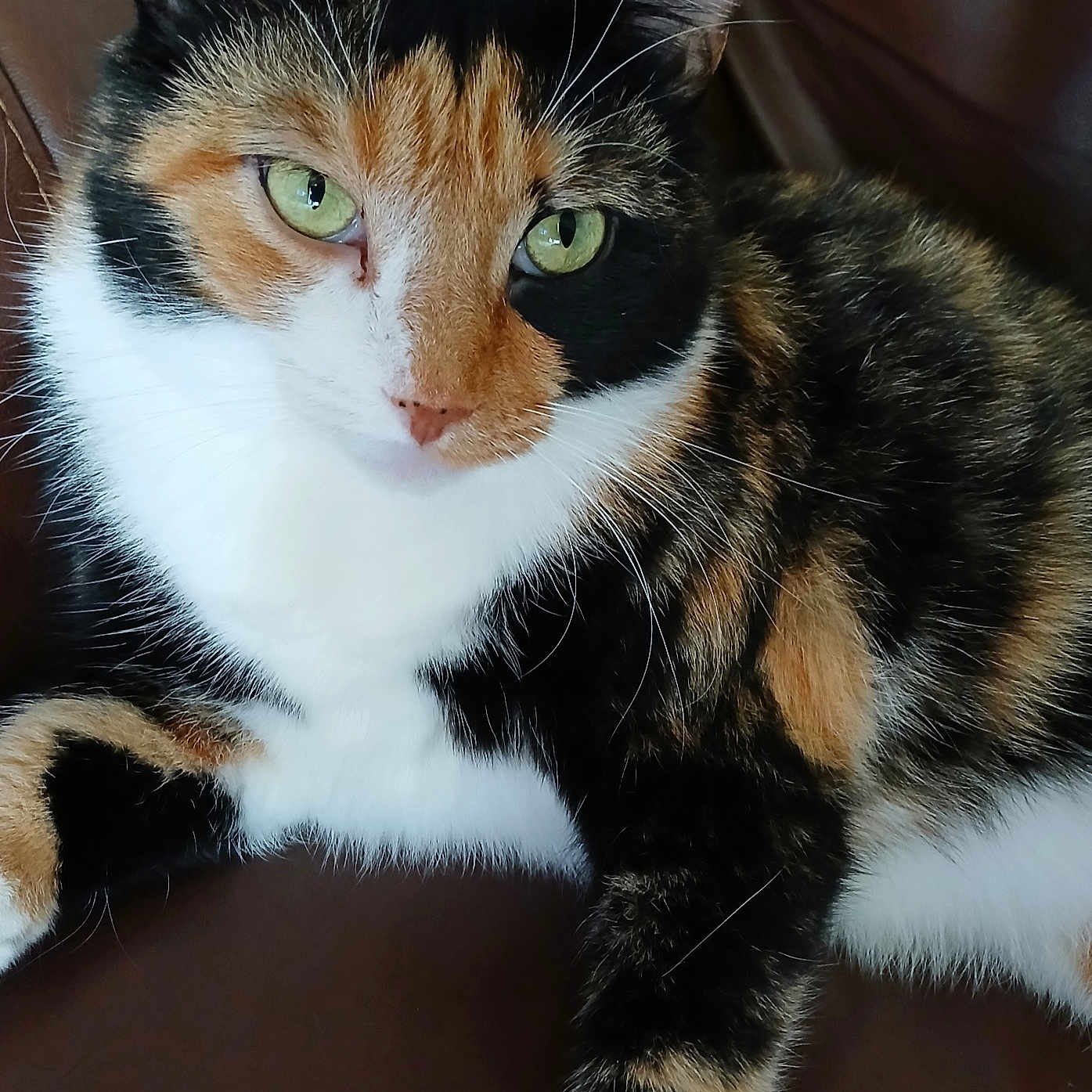 Callie is registered to the contest to win money with this photo: animal, brown, calico_cat, cat, close_up, cute, face, feline, fur, green_eyes, indoor, leather, mammal, paw, pet, portrait, relaxed, resting, tabby, whiskers
