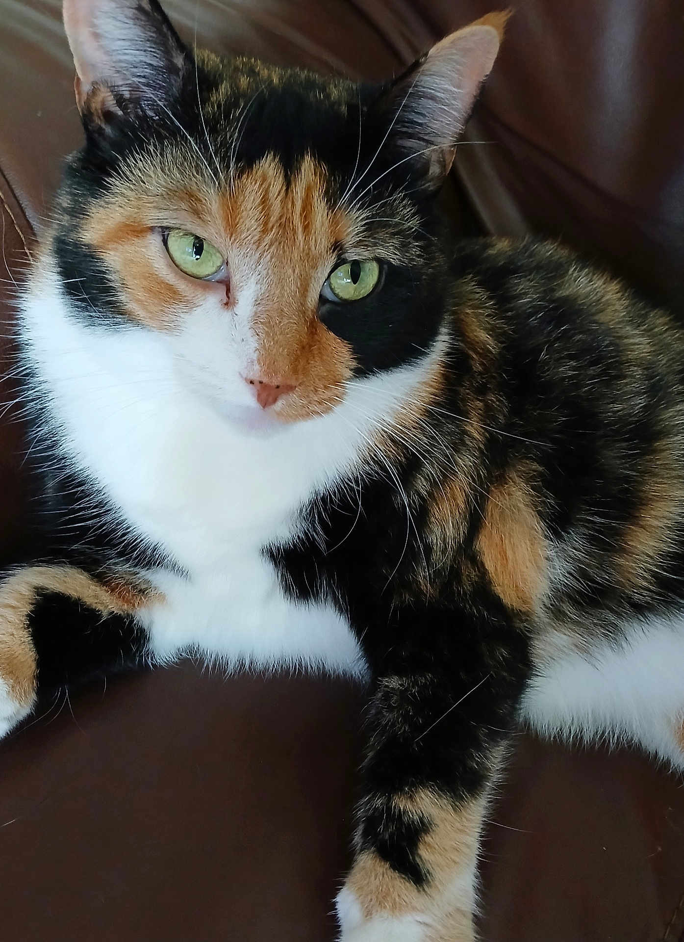 Callie is registered to the contest to win money with this photo: cat, calico_cat, green_eyes, fur, pet, animal, close_up, leather, brown, resting, whiskers, cute, indoor, mammal, relaxed, paw, face, portrait, feline, tabby
