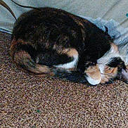 Callie joined the competition — help win amazing prizes! cat, calico, sleeping, curled_up, carpet, indoor, feline, pet, cozy, resting, fur, animal, brown, black, white, orange, quiet, relaxation, napping, domestic