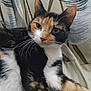 Callie is registered to the contest to win money with this photo: cat, calico, feline, pet, fur, whiskers, ears, eyes, animal, domestic, resting, close_up, patterned_background, indoor, cute, mammal, portrait, relaxed, laying, soft