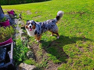 Tiago a rejoint le concours — aidez-le/la à gagner de superbes lots ! canidae, carnivore, companion_dog, dog, dog_breed, dog_supply, garden, grass, groundcover, gun_dog, herding_dog, plant, recreation, soil, sporting_group, toy_dog, water_dog, working_dog, yard