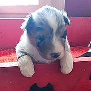 Bb Berger a rejoint le concours — aidez-le/la à gagner de superbes lots ! puppy, dog, pet, animal, cute, fur, white, black, brown, paws, wood, red, indoors, window, sleeping, resting, cozy, young, small, adorable