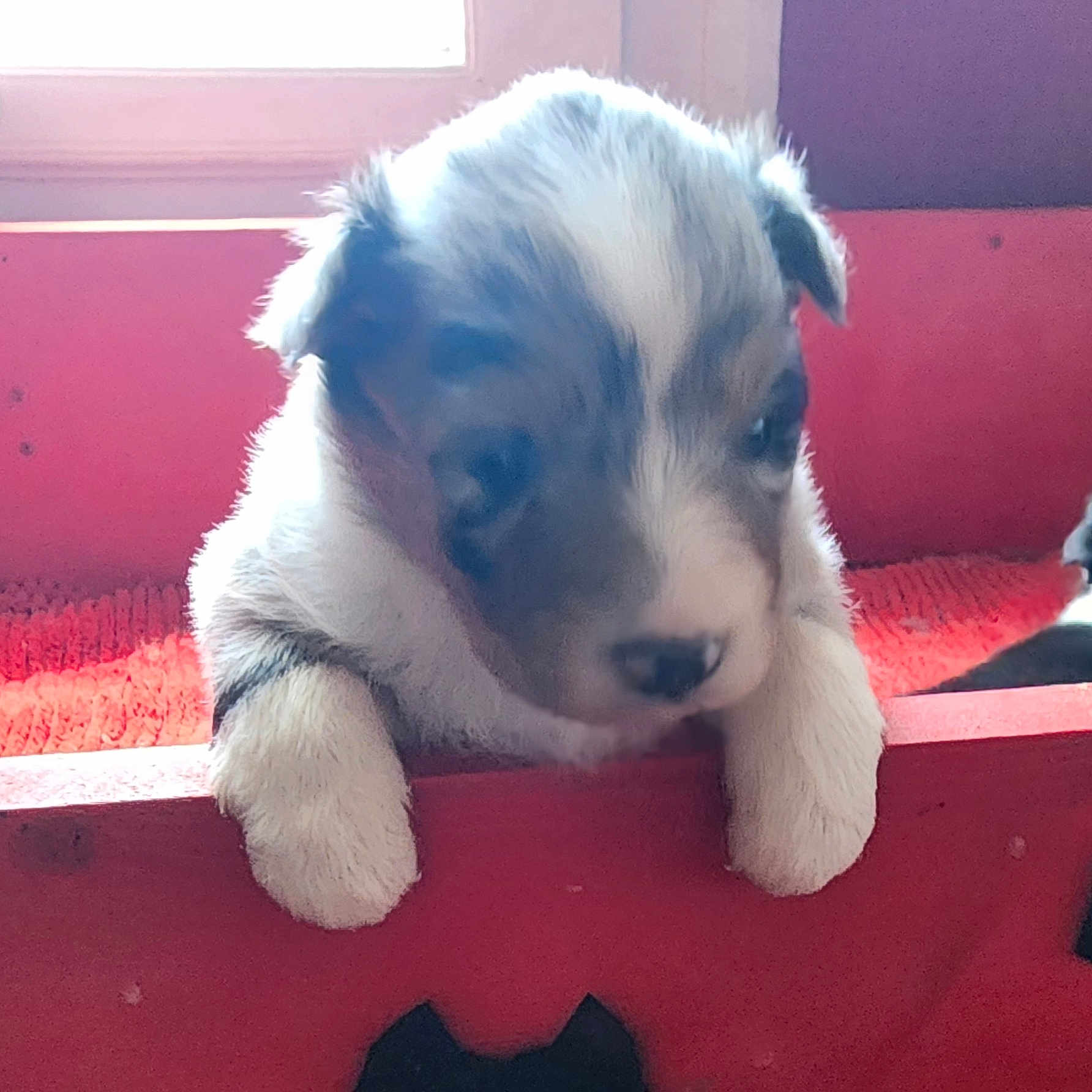 Bb Berger a rejoint le concours — aidez-le/la à gagner de superbes lots ! adorable, animal, black, brown, cozy, cute, dog, fur, indoors, paws, pet, puppy, red, resting, sleeping, small, white, window, wood, young