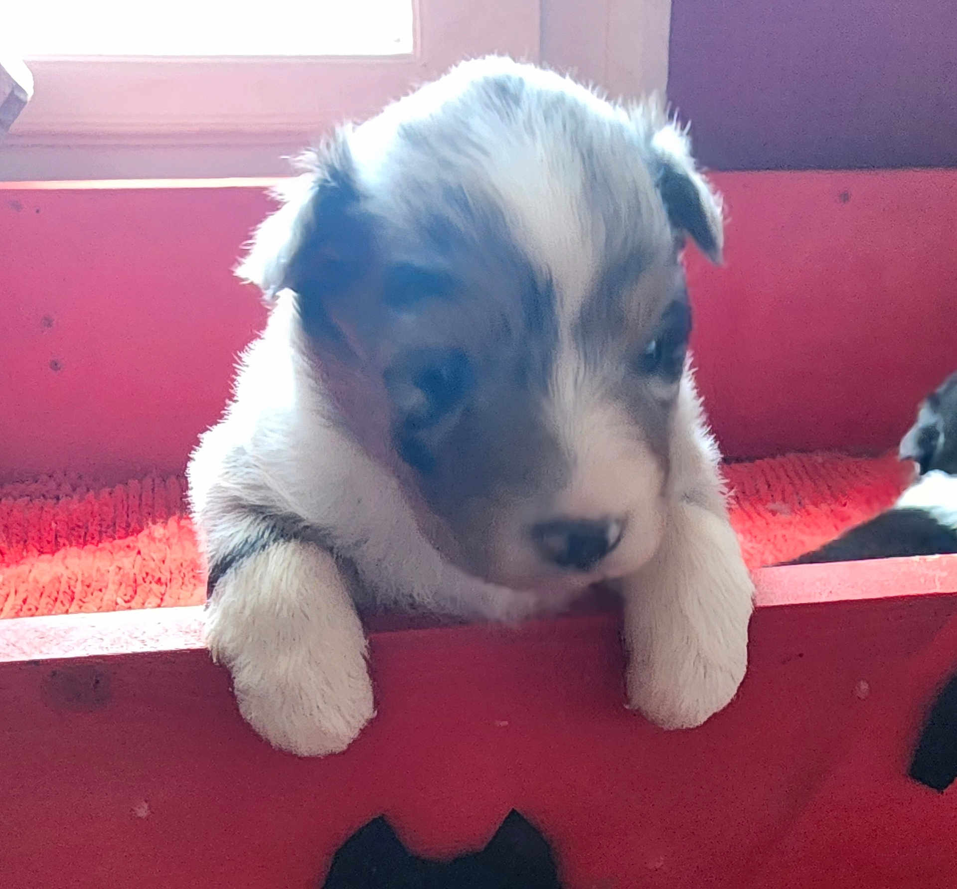 Bb Berger a rejoint le concours — aidez-le/la à gagner de superbes lots ! puppy, dog, pet, animal, cute, fur, white, black, brown, paws, wood, red, indoors, window, sleeping, resting, cozy, young, small, adorable