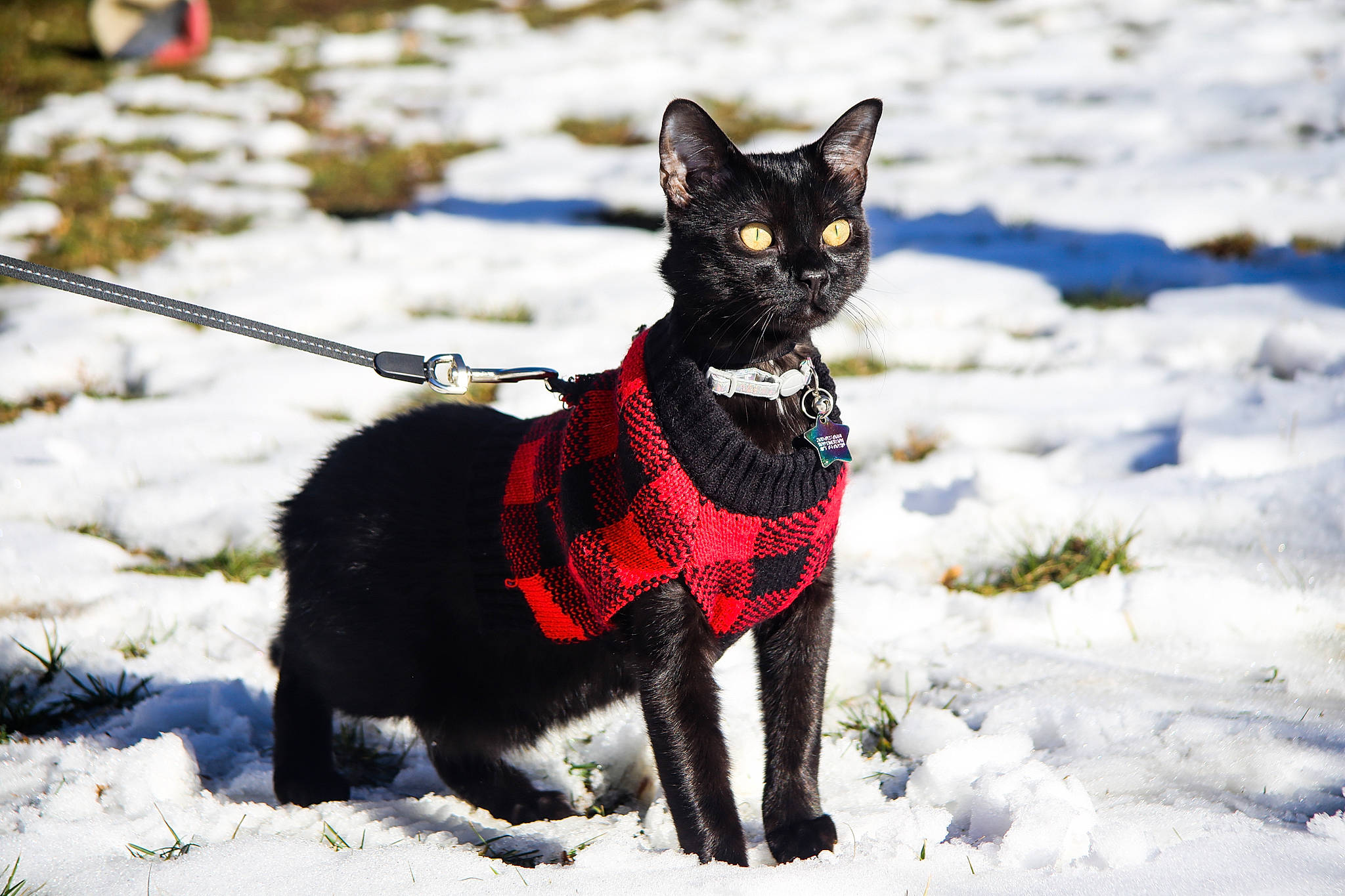 Lucifer Lightning is registered to the contest to win money with this photo: black_cat, black_norwegian_elkhound, canidae, carnivore, cat, dog_breed, felidae, leash, mammal, schipperke, small_to_medium_sized_cats, snout, snow, tail, tree, vertebrate, whiskers, winter