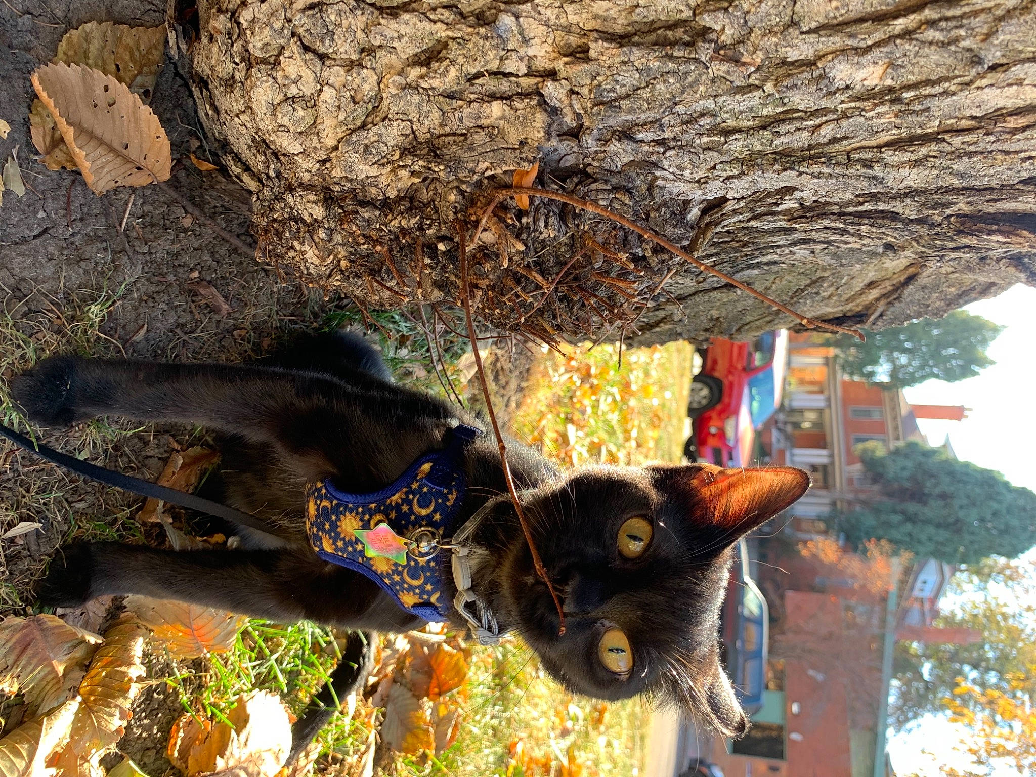 Lucifer Lightning joined the competition — help win amazing prizes! black_cat, carnivore, cat, felidae, organism, plant, small_to_medium_sized_cats, tree, whiskers