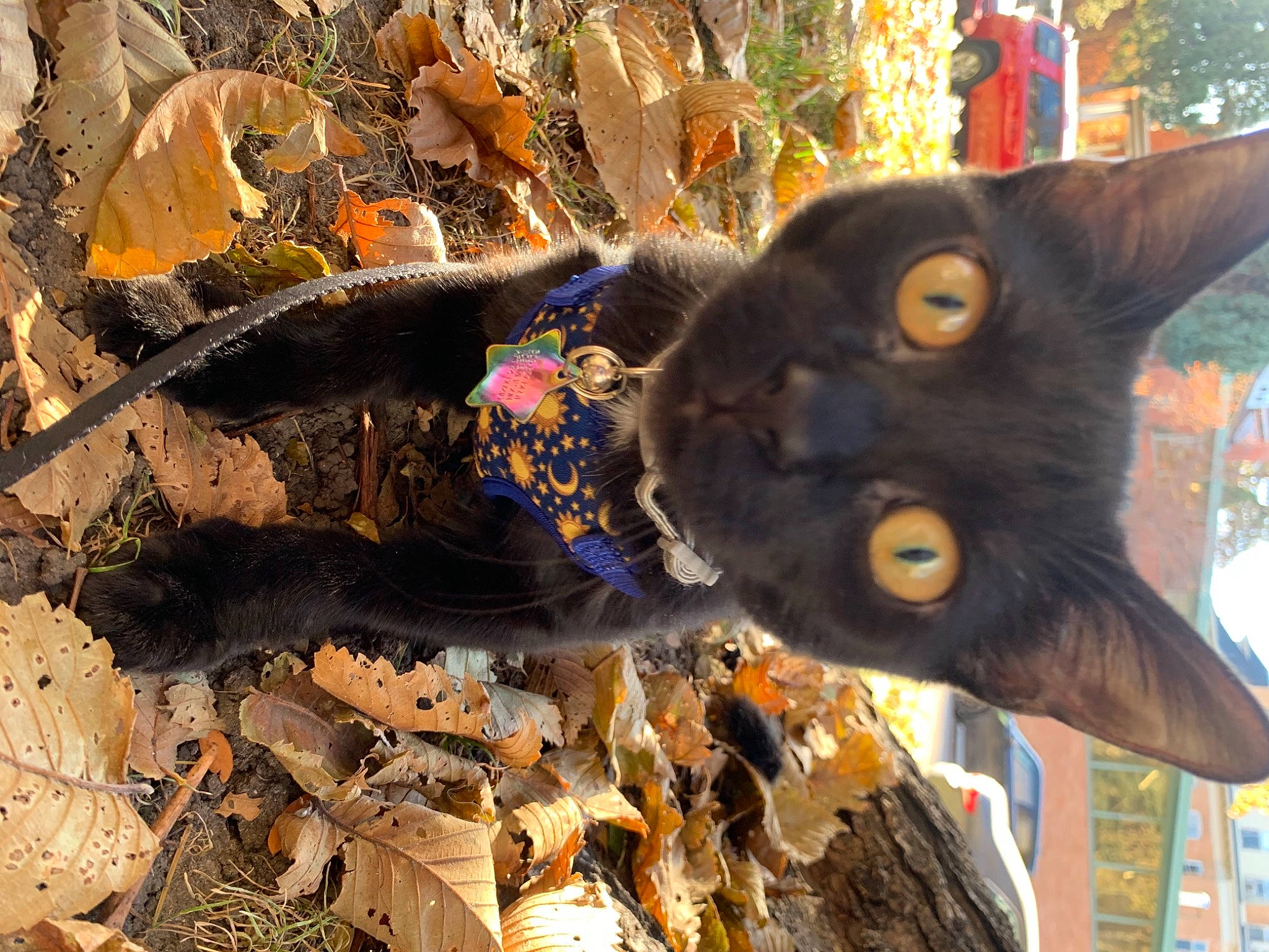 Lucifer Lightning joined the competition — help win amazing prizes! cat, small_to_medium_sized_cats