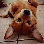 Iris a rejoint le concours — aidez-le/la à gagner de superbes lots ! dog, upside_down, tile_floor, fluffy, ears, curious, pet, animal, brown_fur, black_nose, indoor, closeup, cute, lying_down, floor_tiles, relaxed, canine, companion, friendly, playful