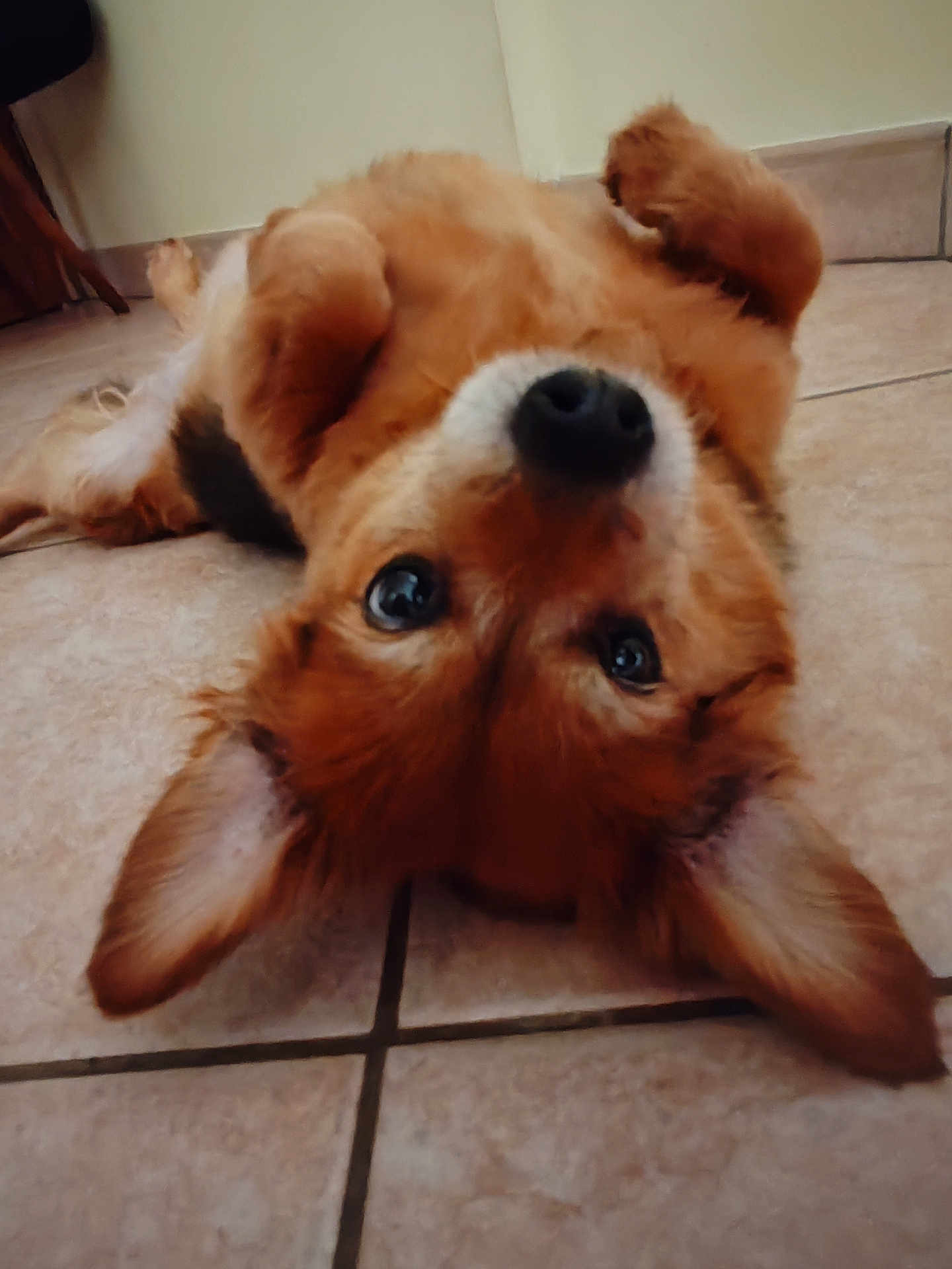 Iris