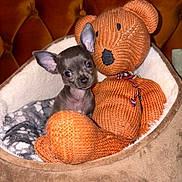 Joey is registered to the contest to win money with this photo: puppy, dog, toys, knitted_toy, bed, cozy, cute, small, pet_bed, stuffed_animal, brown, gray, soft, indoor, animal, companion, snuggle, ears, blanket, furniture