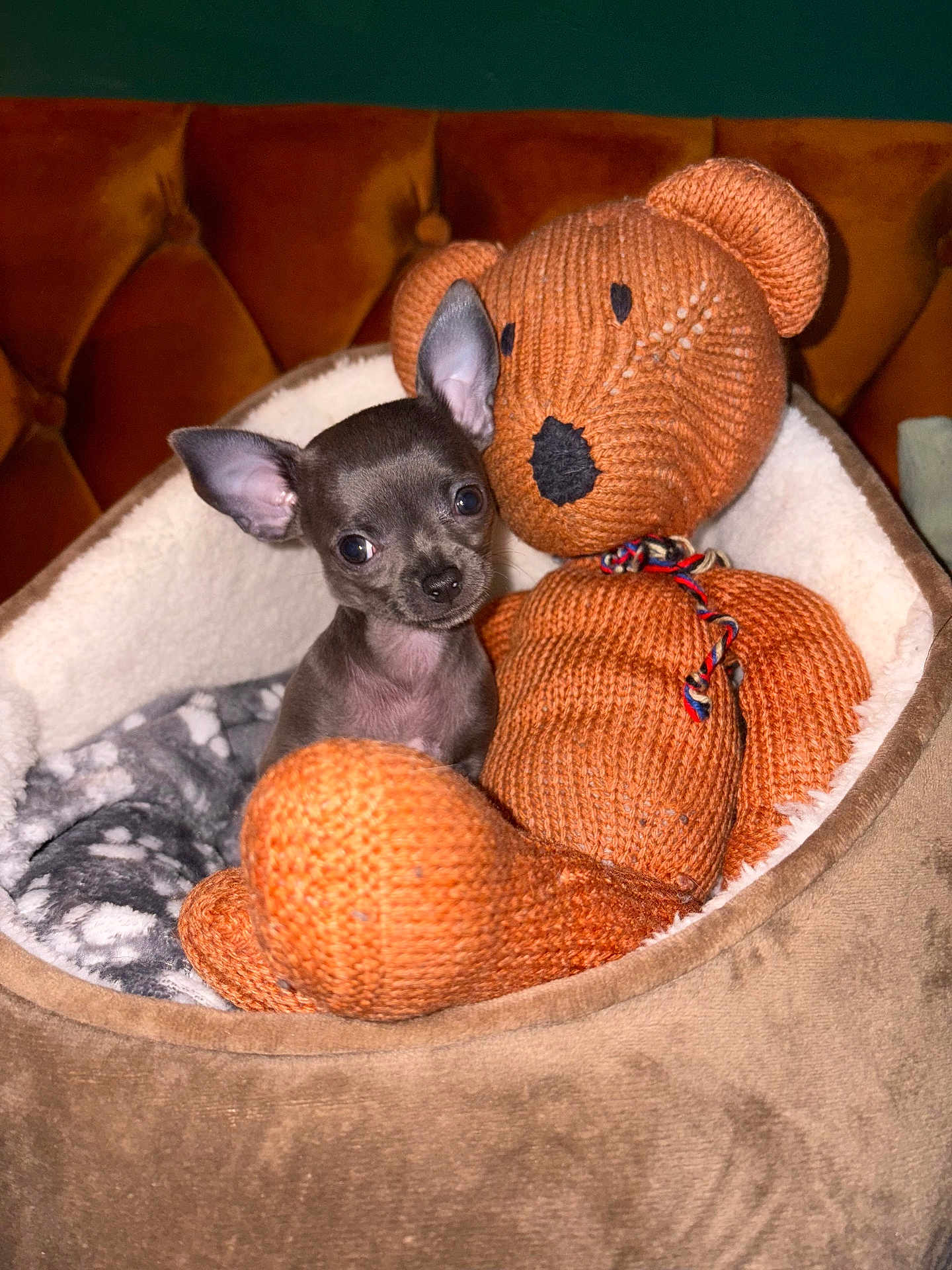 Joey is registered to the contest to win money with this photo: puppy, dog, toys, knitted_toy, bed, cozy, cute, small, pet_bed, stuffed_animal, brown, gray, soft, indoor, animal, companion, snuggle, ears, blanket, furniture