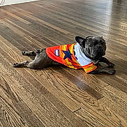 Chingo is registered to the contest to win money with this photo: animal, baseboard, canine, clothing, curious, dog, domestic_animal, ears, floor, house, indoor, light_blue_wall, looking_at_camera, lying_down, orange_shirt, pet, room, star_pattern, wooden_floor, yellow_shirt