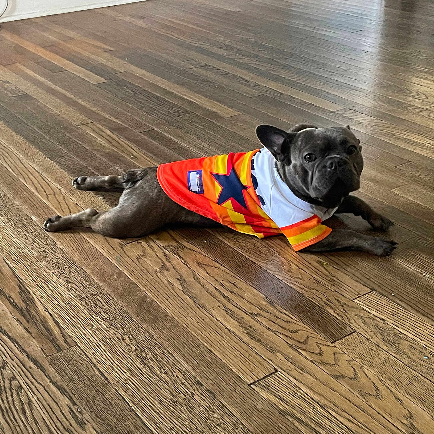 Chingo is registered to the contest to win money with this photo: animal, baseboard, canine, clothing, curious, dog, domestic_animal, ears, floor, house, indoor, light_blue_wall, looking_at_camera, lying_down, orange_shirt, pet, room, star_pattern, wooden_floor, yellow_shirt