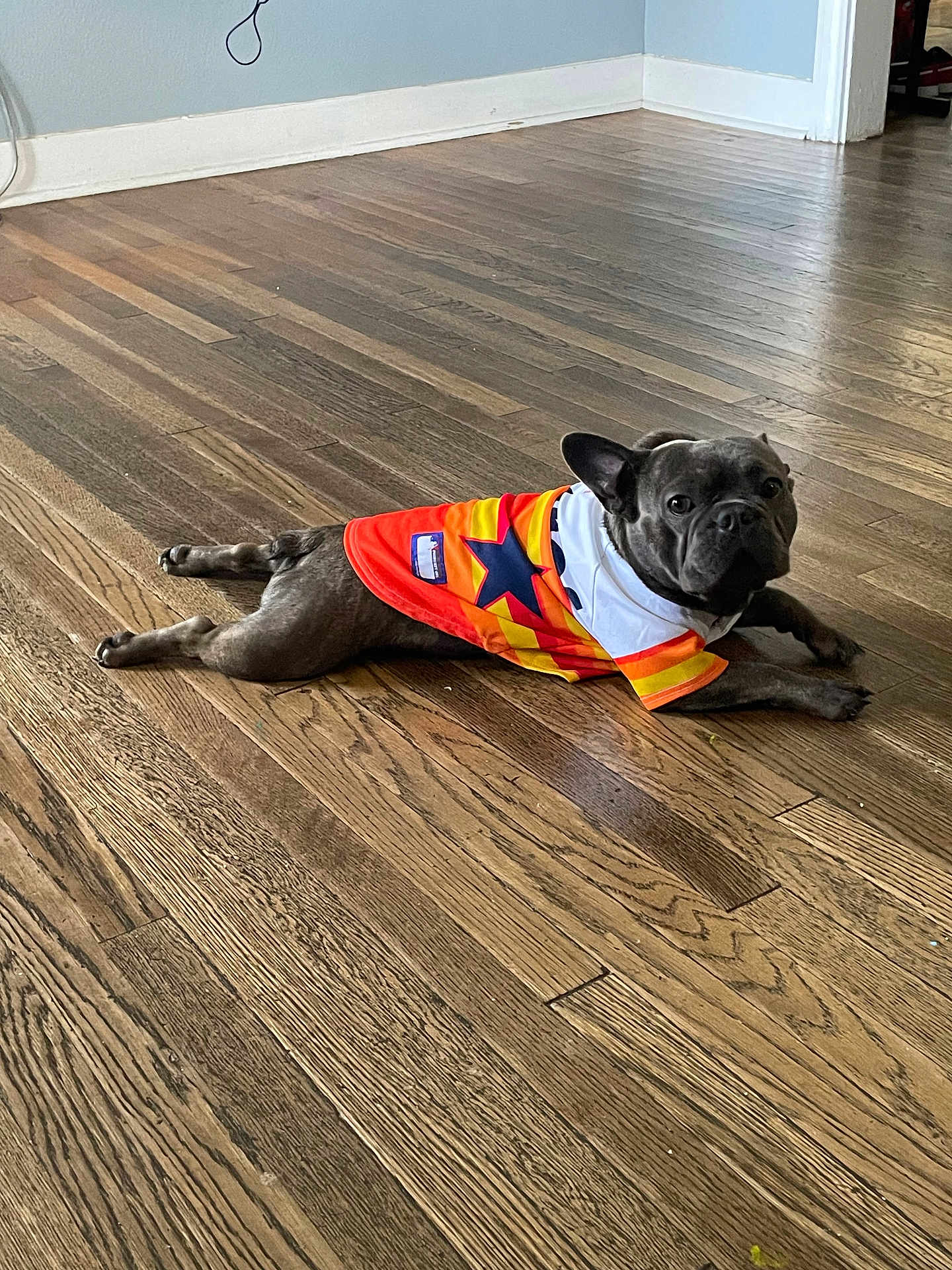 Chingo is registered to the contest to win money with this photo: animal, baseboard, canine, clothing, curious, dog, domestic_animal, ears, floor, house, indoor, light_blue_wall, looking_at_camera, lying_down, orange_shirt, pet, room, star_pattern, wooden_floor, yellow_shirt