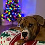 dog, blanket, christmas_tree, holiday, indoor, pet, brown_dog, festive, decorations, lights, bokeh, relaxed, cozy, paw, animal, winter, home, soft, cute, resting