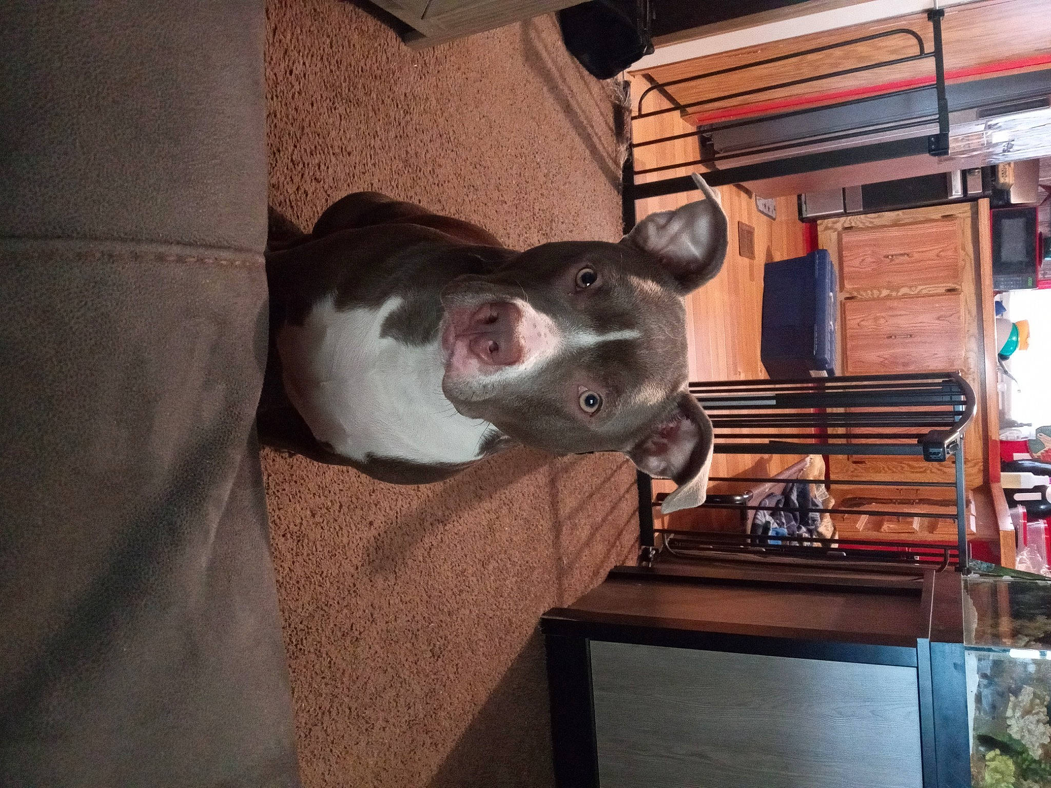 Josie joined the competition — help win amazing prizes! canidae, carnivore, collar, comfort, companion_dog, dog, dog_breed, ear, fawn, fur, hardwood, non_sporting_group, room, snout, sporting_group, whiskers, wood, working_animal