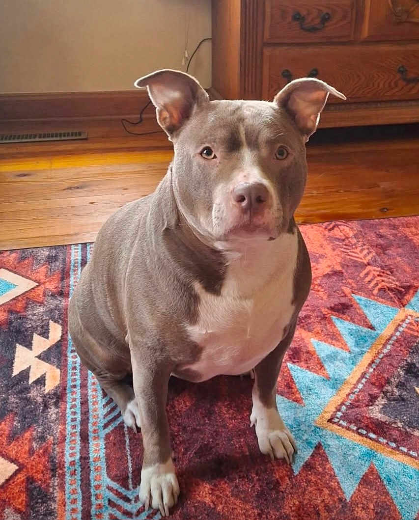 Josie is registered to the contest to win money with this photo: dog, indoor, carpet, patterned_rug, wooden_floor, furniture, pet, canine, sitting, brown, white, ears_up, looking_at_camera, domestic, animal, floor, home, calm, portrait, household