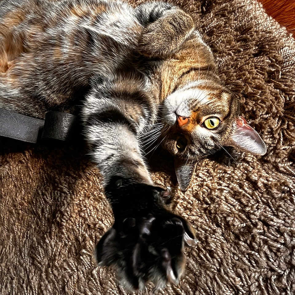 Maze joined the competition — help win amazing prizes! abyssinian, animal, canine, cat, claw, clothing, couch, dog, electronics, furniture, hardware, hardwood, homedecor, hook, kitten, manx, person, pet, sleeping, wood
