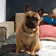 Popeye participe au concours pour gagner de l'argent avec cette photo : animal, bed, blanket, brown_dog, companion, couch, cozy, curious, cute, dog, domestic, ears, french_bulldog, furniture, indoor, pet, pillow, portrait, sitting, wrinkled_face