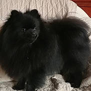 Tokio a rejoint le concours — aidez-le/la à gagner de superbes lots ! dog, pomeranian, black_fur, pet, animal, indoor, bed, quilted_bedspread, furniture, cute, fluffy, small_dog, companion, domestic_animal, portrait, standing, fur, ears, tail, wooden_headboard