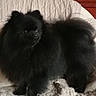 animal, bed, black_fur, companion, cute, dog, domestic_animal, ears, fluffy, fur, furniture, indoor, pet, pomeranian, portrait, quilted_bedspread, small_dog, standing, tail, wooden_headboard