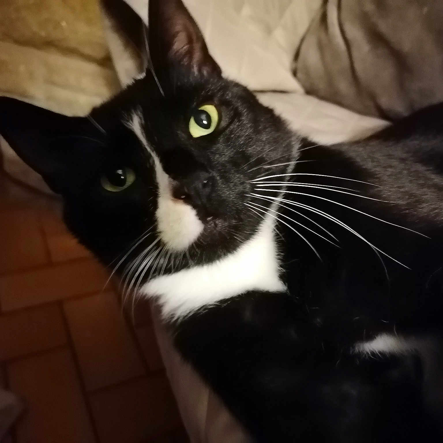 Pirate