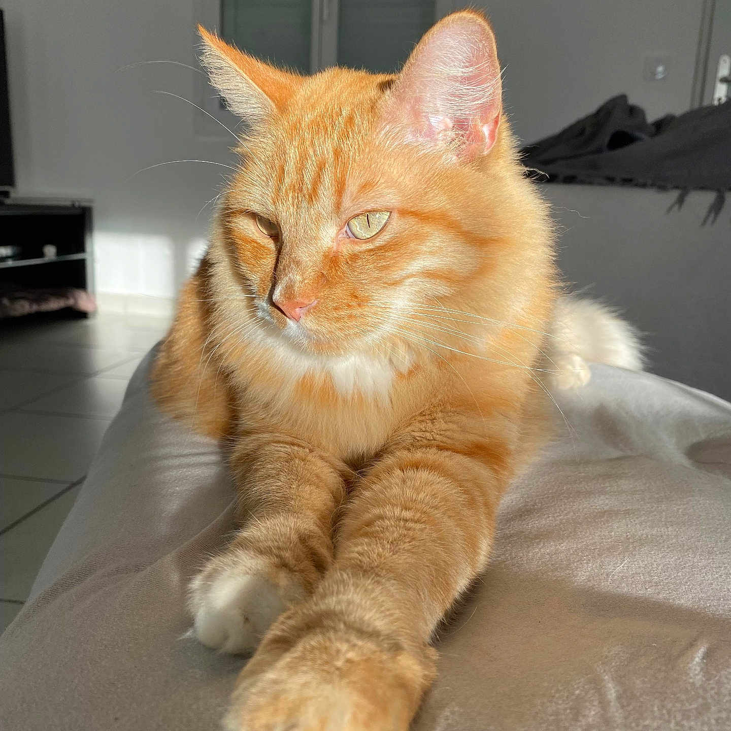 Simba
