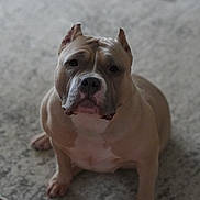 Matlin is registered to the contest to win money with this photo: dog, pet, indoor, carpet, animal, canine, sitting, ears, muscular, portrait, looking_up, facing_camera, domestic, fur, snout, paw, quiet, calm, companion, home