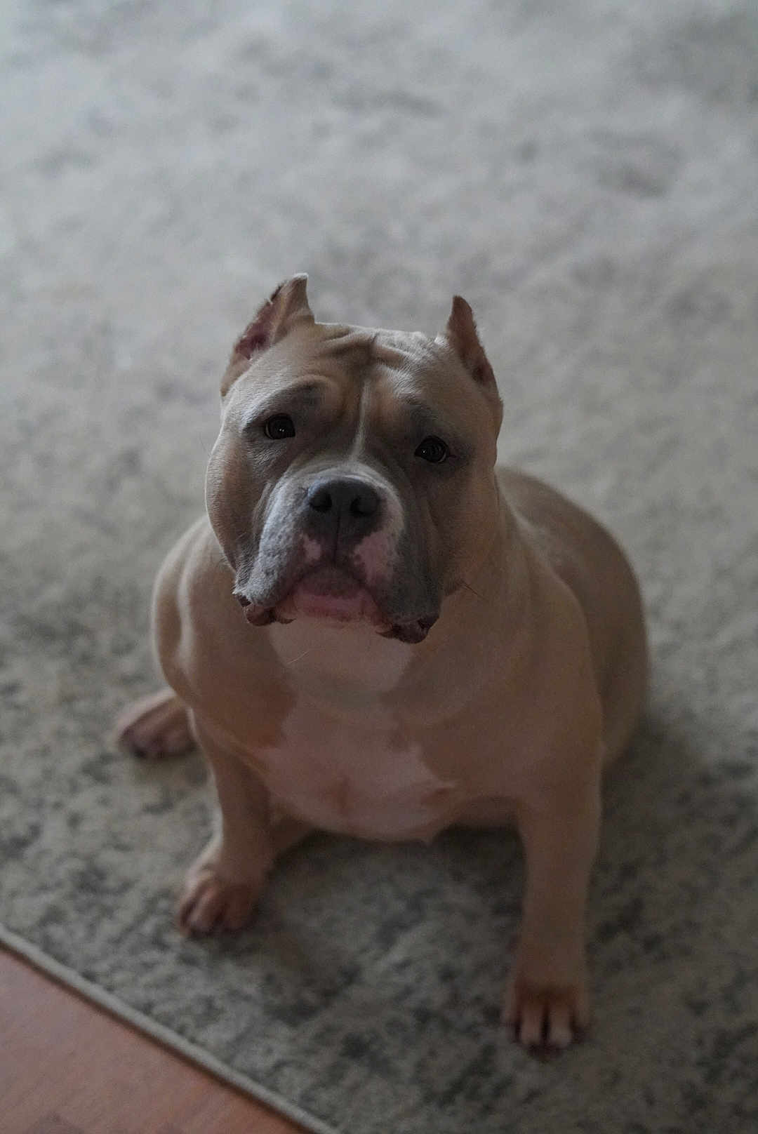 Matlin is registered to the contest to win money with this photo: dog, pet, indoor, carpet, animal, canine, sitting, ears, muscular, portrait, looking_up, facing_camera, domestic, fur, snout, paw, quiet, calm, companion, home