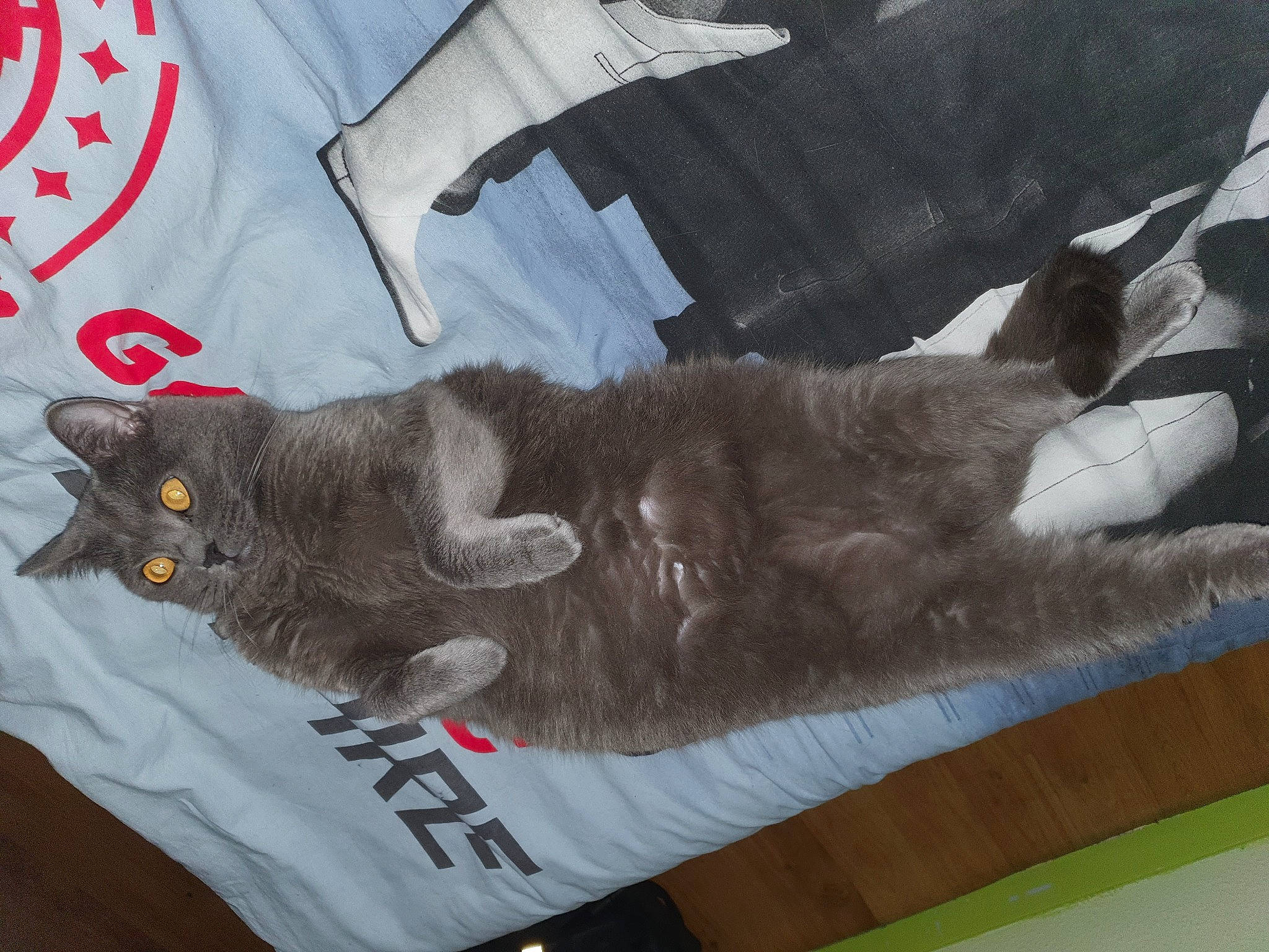 Virus participe au concours pour gagner de l'argent avec cette photo : black_cat, carmine, carnivore, cat, claw, comfort, couch, domestic_short_haired_cat, felidae, fur, grey, linens, mammal, paw, russian_blue, small_to_medium_sized_cats, tail, textile, vertebrate, whiskers