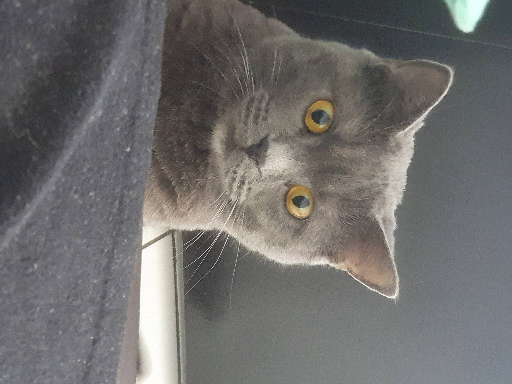 Virus a rejoint le concours — aidez-le/la à gagner de superbes lots ! carnivore, cat, domestic_short_haired_cat, ear, felidae, fur, grey, plant, russian_blue, small_to_medium_sized_cats, snout, whiskers, wildlife