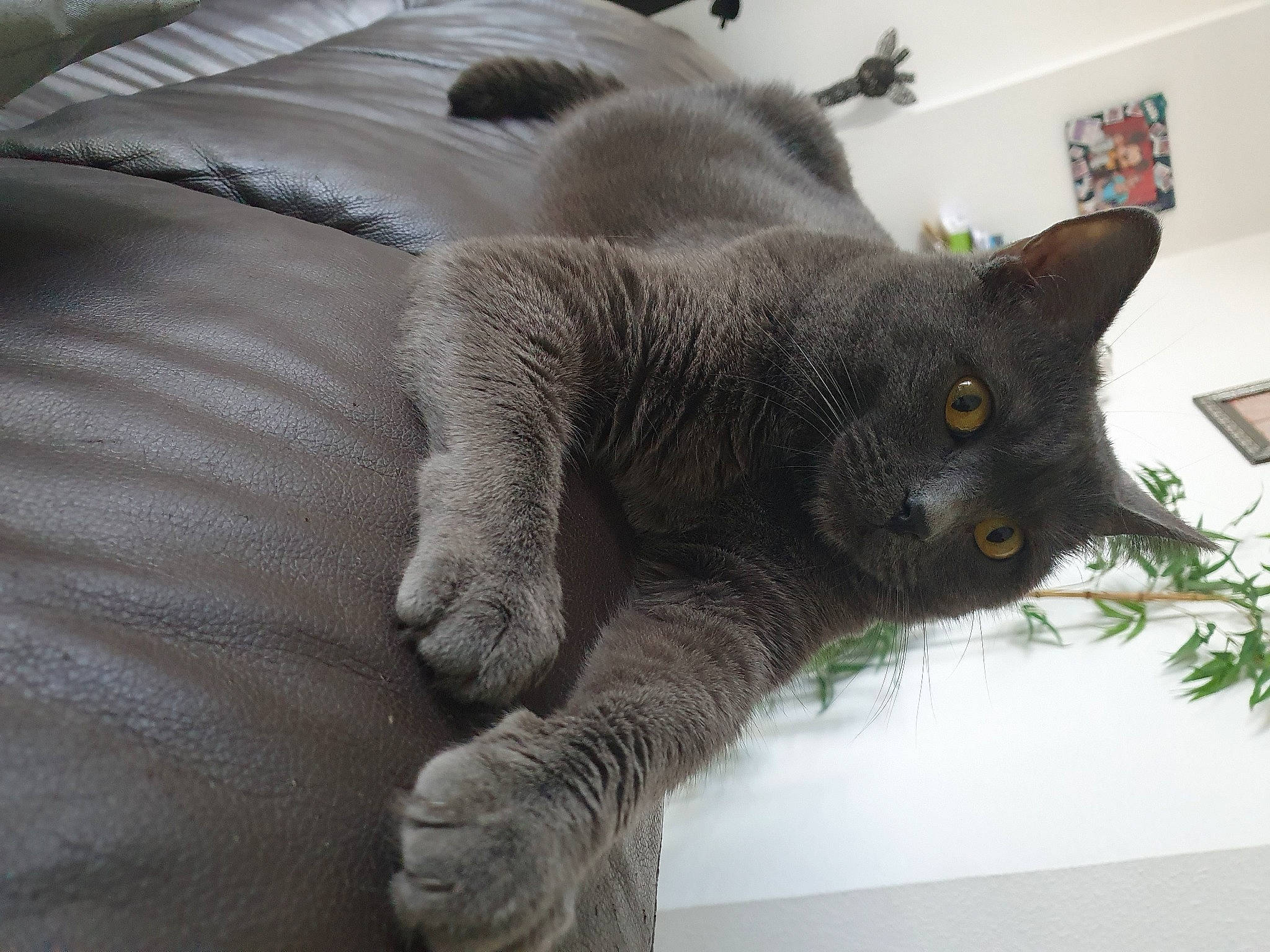 Virus a rejoint le concours — aidez-le/la à gagner de superbes lots ! black_cat, carnivore, cat, cat_furniture, cat_supply, chartreux, claw, comfort, domestic_short_haired_cat, felidae, fur, grey, houseplant, paw, plant, small_to_medium_sized_cats, snout, tail, whiskers, window