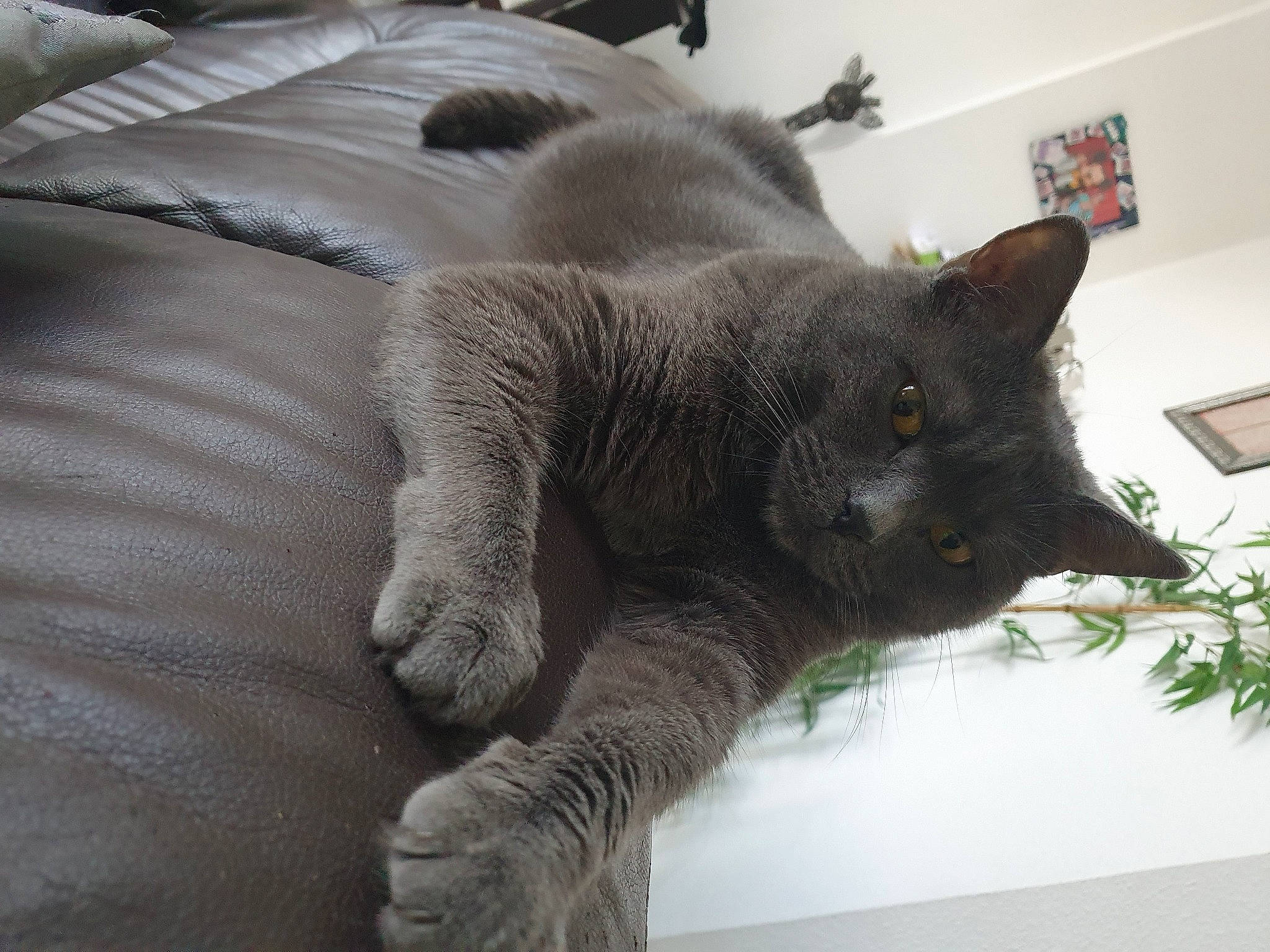 Virus a rejoint le concours — aidez-le/la à gagner de superbes lots ! black_cat, carnivore, cat, chartreux, claw, comfort, domestic_short_haired_cat, felidae, fur, grey, houseplant, paw, picture_frame, plant, russian_blue, small_to_medium_sized_cats, snout, tail, whiskers, window