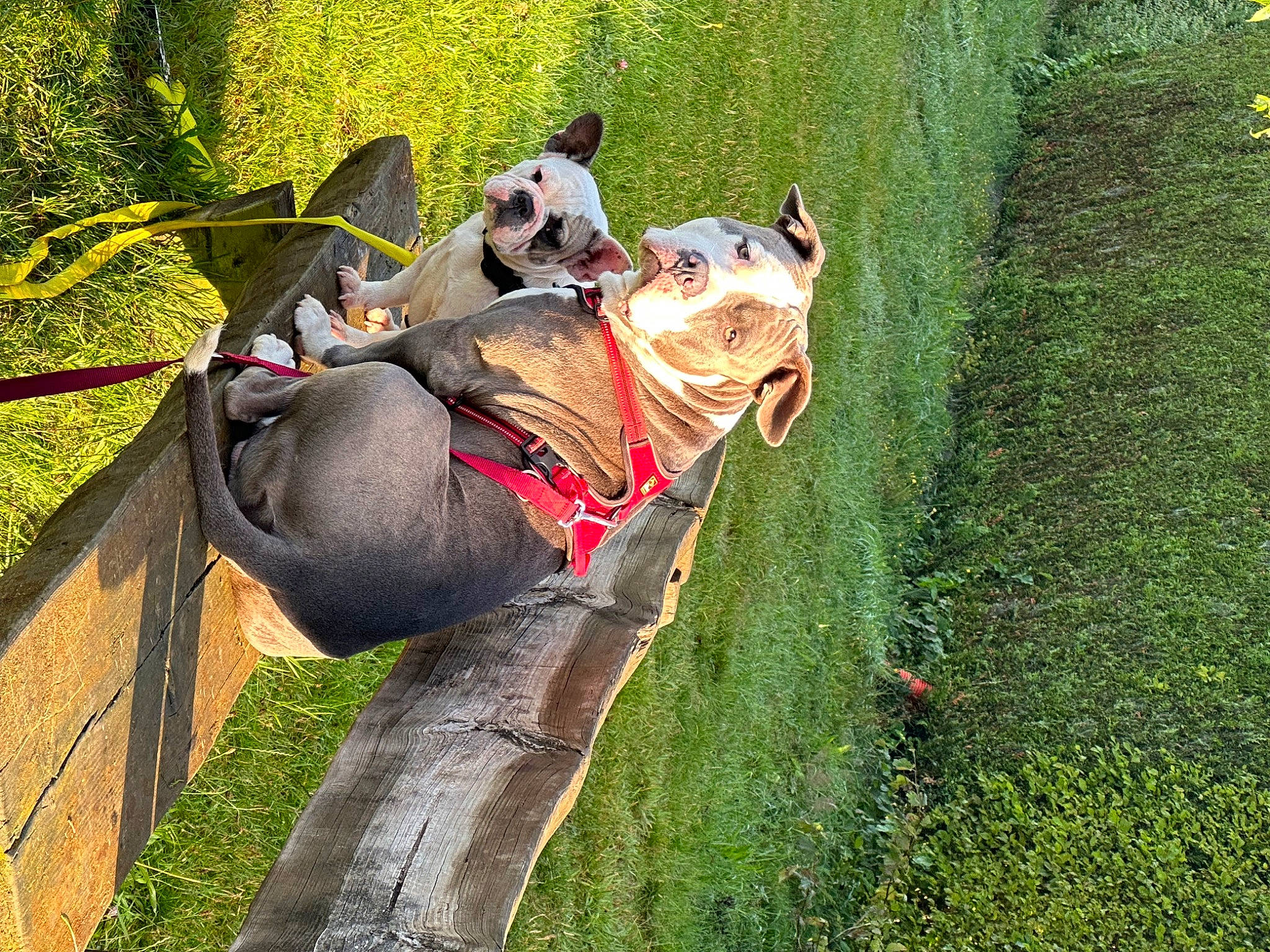 Koba participe au concours pour gagner de l'argent avec cette photo : bulldog, carnivore, collar, companion_dog, dog, dog_breed, dog_collar, fawn, felidae, grass, leash, pet_supply, plant, sculpture, snout, sporting_group, tail, terrestrial_animal, toy, working_animal