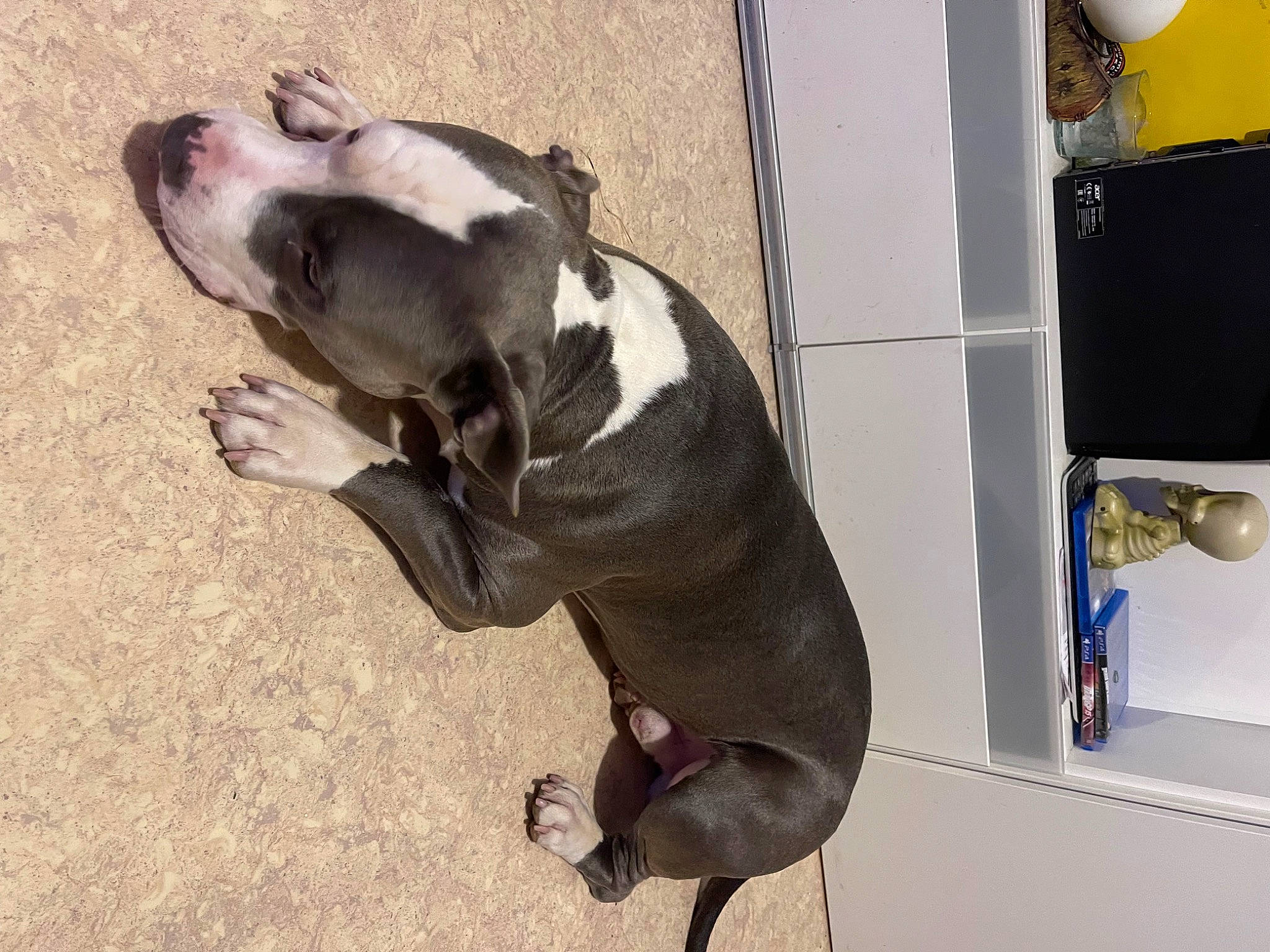 Koba a rejoint le concours — aidez-le/la à gagner de superbes lots ! canidae, carnivore, collar, companion_dog, dog, dog_breed, dog_collar, dog_supply, fawn, fur, guard_dog, leash, non_sporting_group, pet_supply, snout, sporting_group, terrestrial_animal, whiskers, working_animal, working_dog