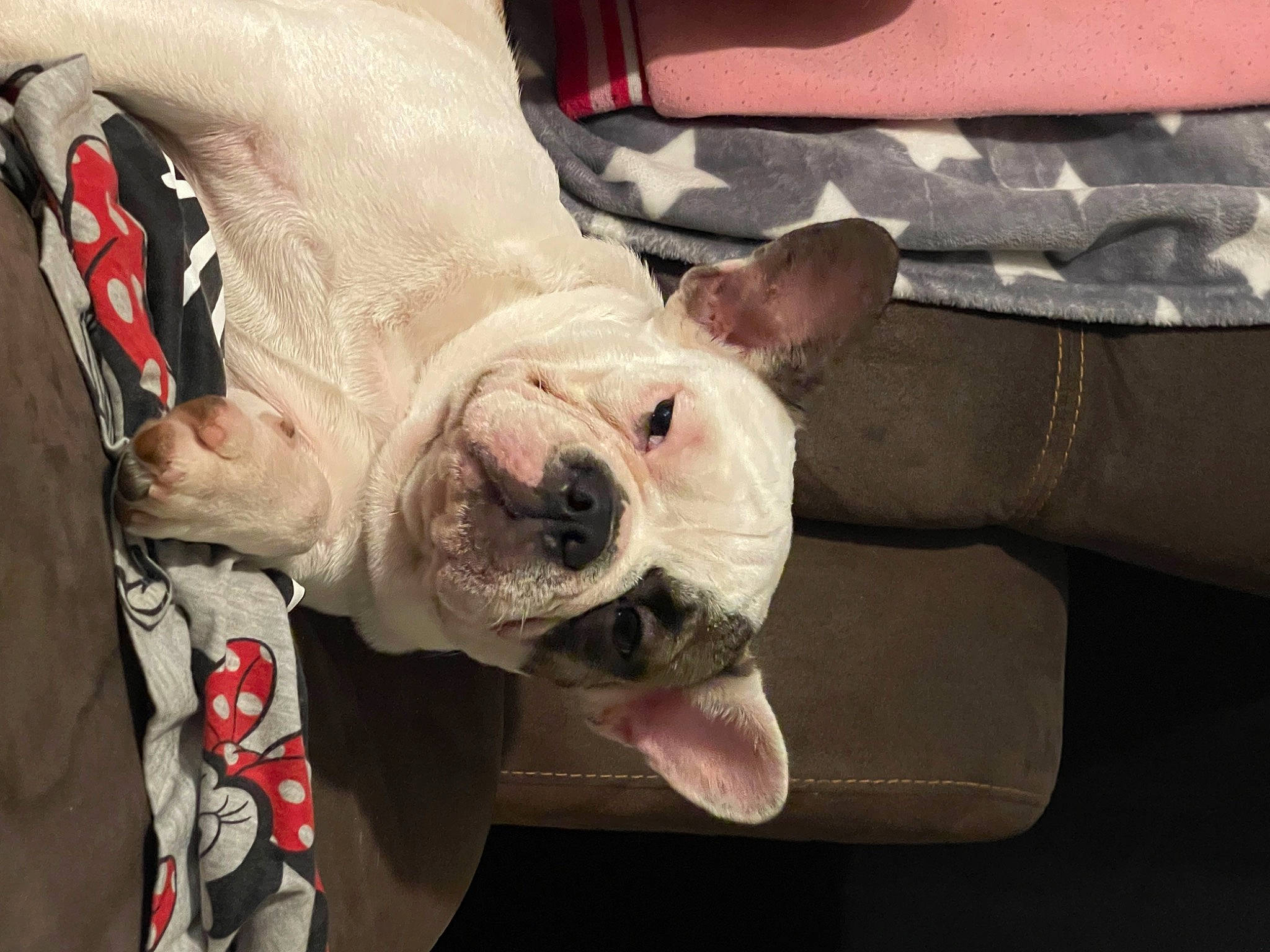 Maya a rejoint le concours — aidez-le/la à gagner de superbes lots ! canidae, carnivore, comfort, companion_dog, dog, dog_breed, fawn, fur, non_sporting_group, old_english_bulldog, sporting_group, terrestrial_animal, whiskers, working_animal, wrinkle