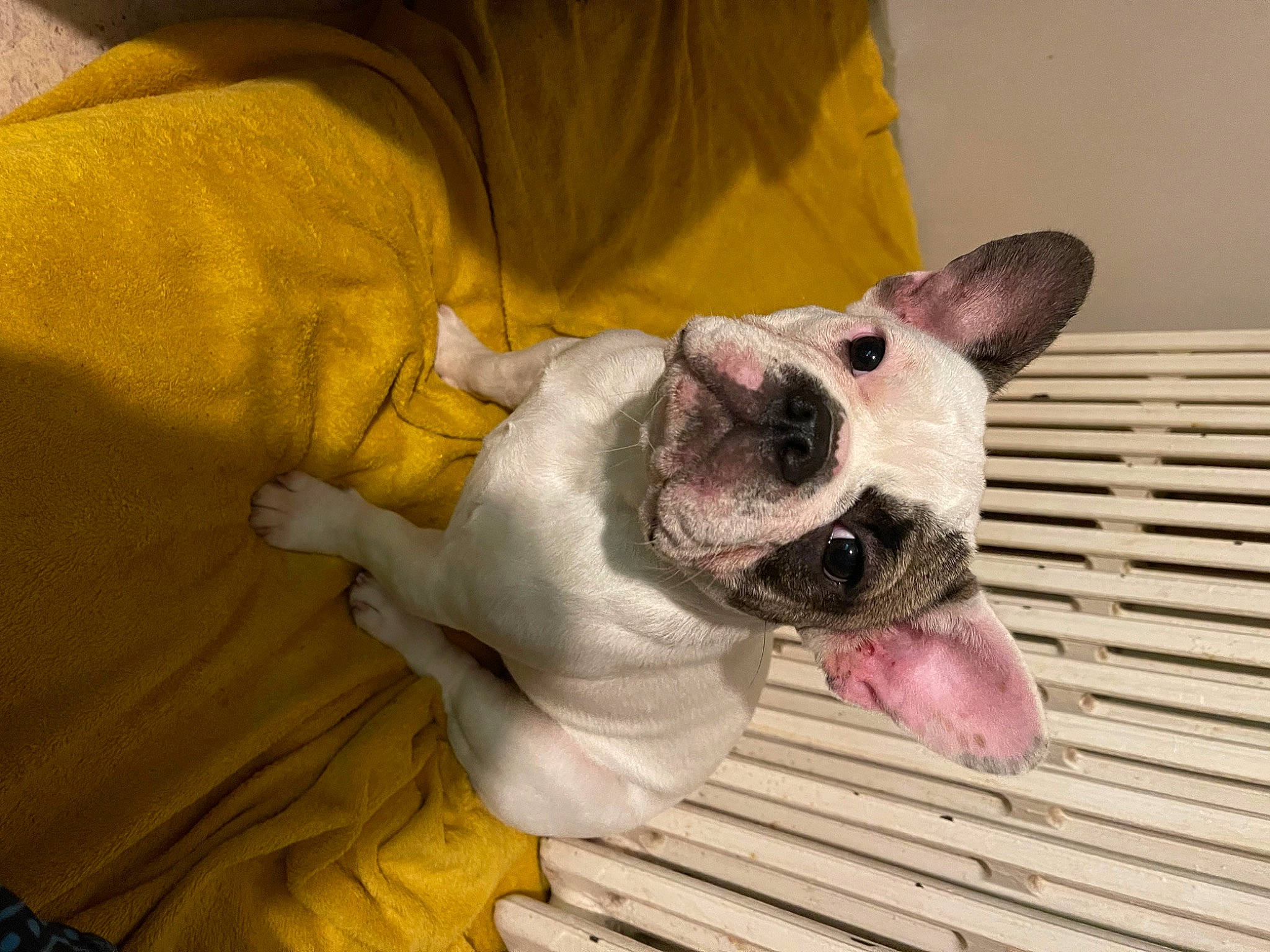 Maya participe au concours pour gagner de l'argent avec cette photo : canidae, carnivore, collar, comfort, companion_dog, dog, dog_breed, dog_collar, dog_supply, ear, fawn, non_sporting_group, paw, snout, sporting_group, terrestrial_animal, toy_dog, whiskers, working_animal, wrinkle