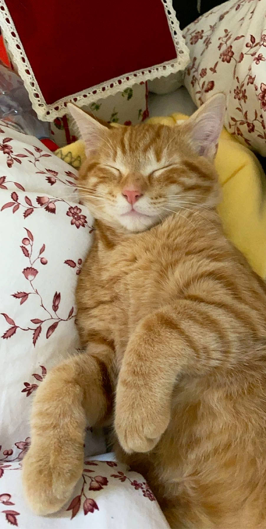 Nougounou a rejoint le concours — aidez-le/la à gagner de superbes lots ! american_shorthair, arabian_mau, asian, australian_mist, carnivore, cat, domestic_short_haired_cat, dragon_li, european_shorthair, fawn, felidae, kitten, mammal, polydactyl_cat, small_to_medium_sized_cats, snout, tabby_cat, whiskers