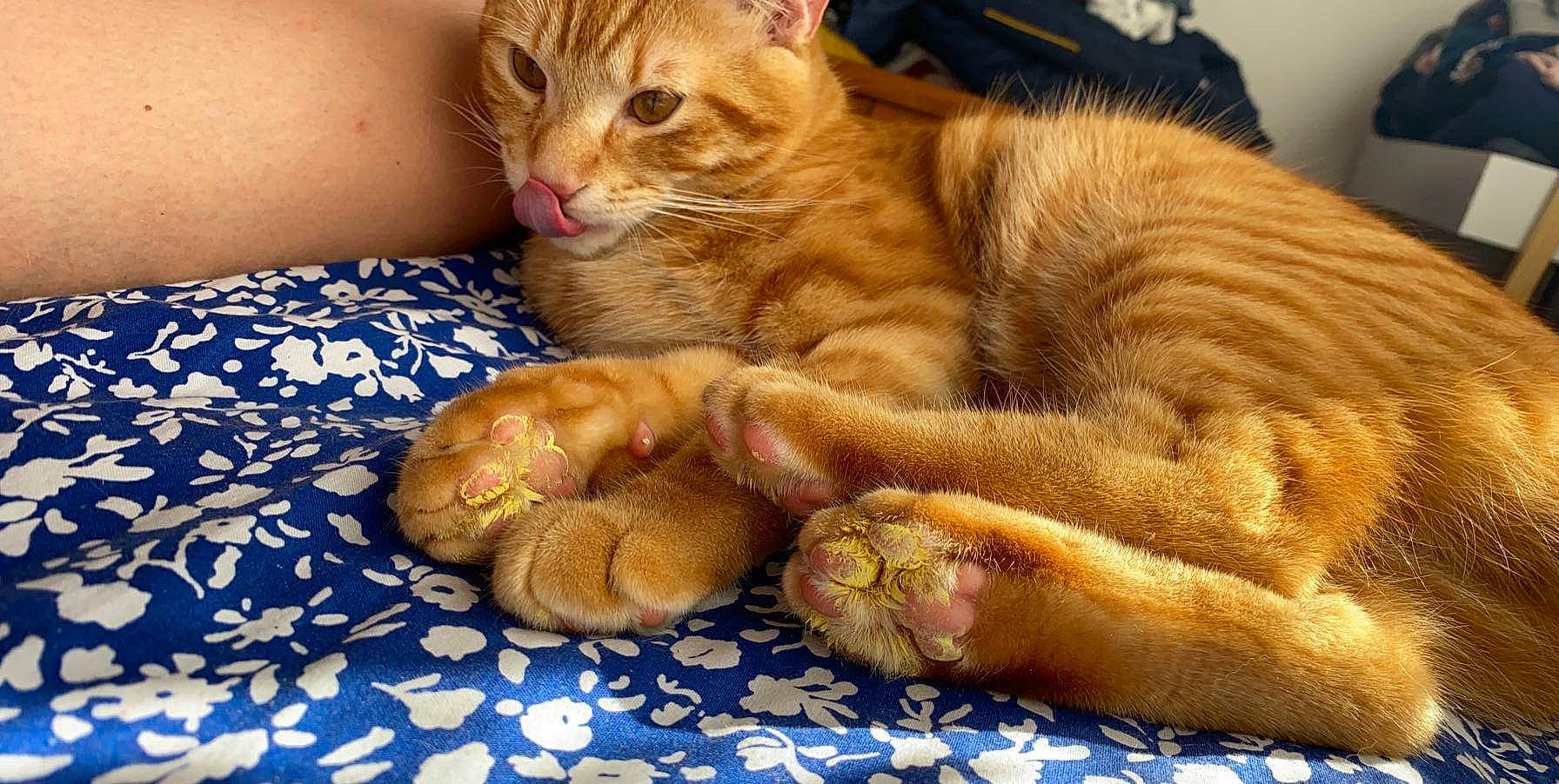 Nougounou a rejoint le concours — aidez-le/la à gagner de superbes lots ! american_shorthair, arabian_mau, asian, australian_mist, carnivore, cat, claw, domestic_short_haired_cat, dragon_li, european_shorthair, felidae, german_rex, kitten, mammal, paw, polydactyl_cat, small_to_medium_sized_cats, snout, tabby_cat, whiskers